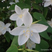 Bauhinia acuminata L.